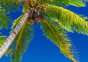 Slow Dive Südsee Fiji