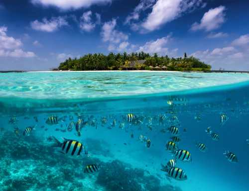 Malediven – Tauchen mit Walhaien, das Paradies unter Wasser