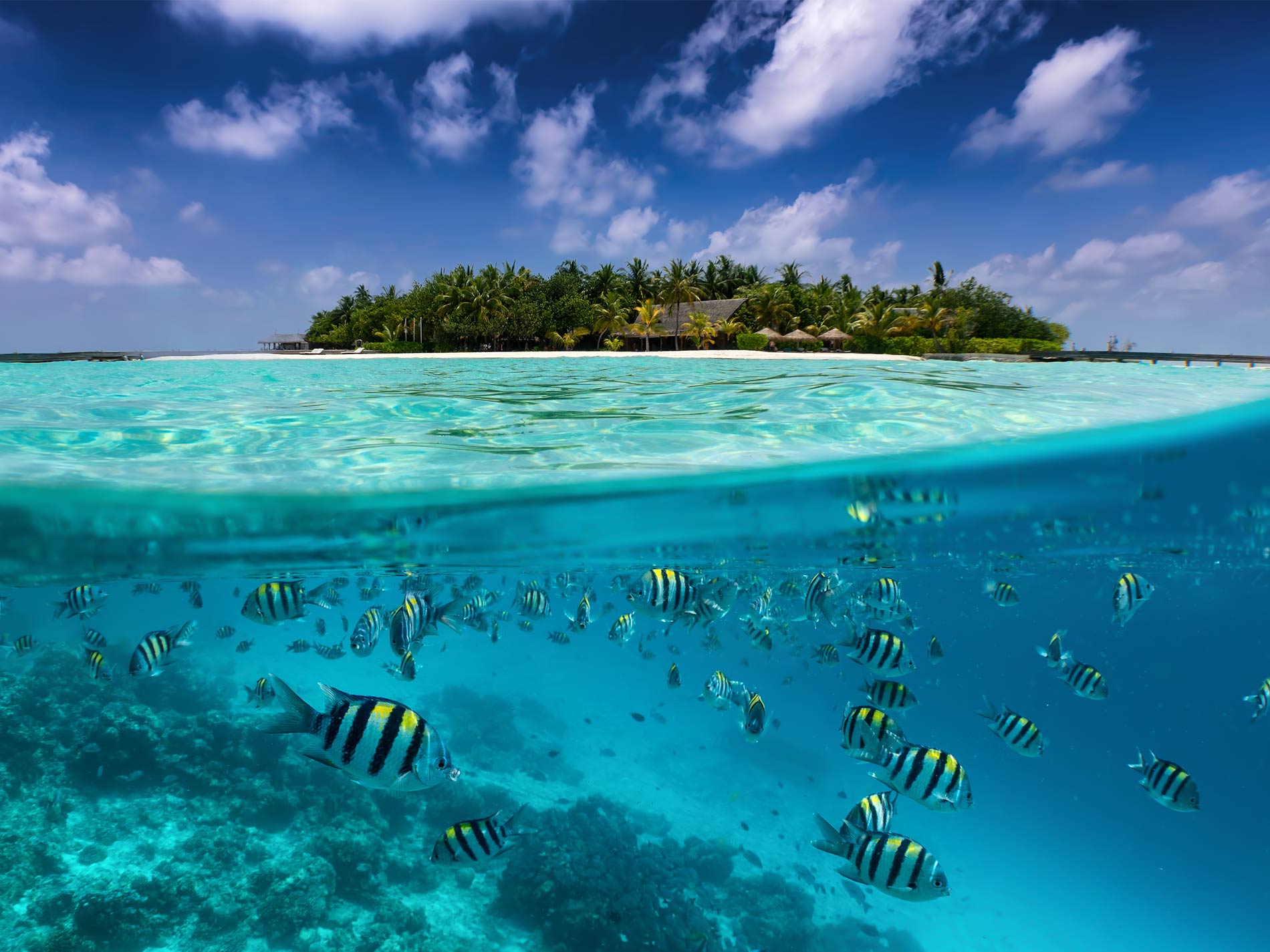 Das Paradies unter Wasser: Tauchen auf den Malediven