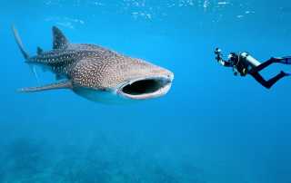 Das Paradies unter Wasser: Tauchen auf den Malediven - Artenvielfalt - Walhaien