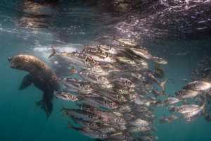 Special Tauchreise Philippinen Gagayan 2026 