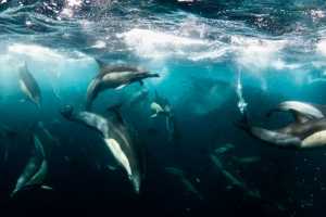 Special Tauchreise Philippinen Gagayan 2026 