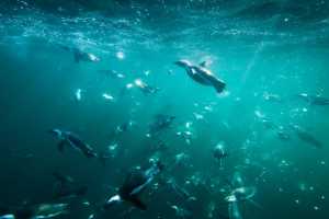 Special Tauchreise Philippinen Gagayan 2026 