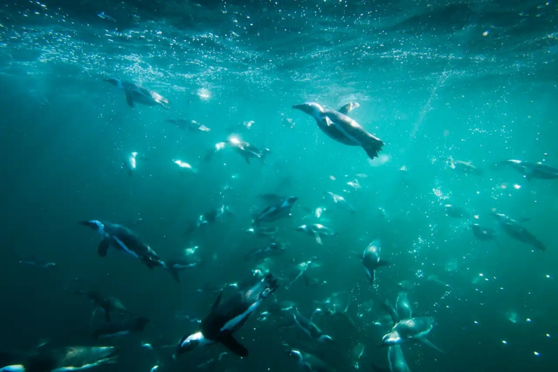 Special Tauchreise Philippinen Gagayan 2026 