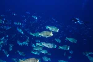 Special Tauchreise Philippinen Gagayan 2026 