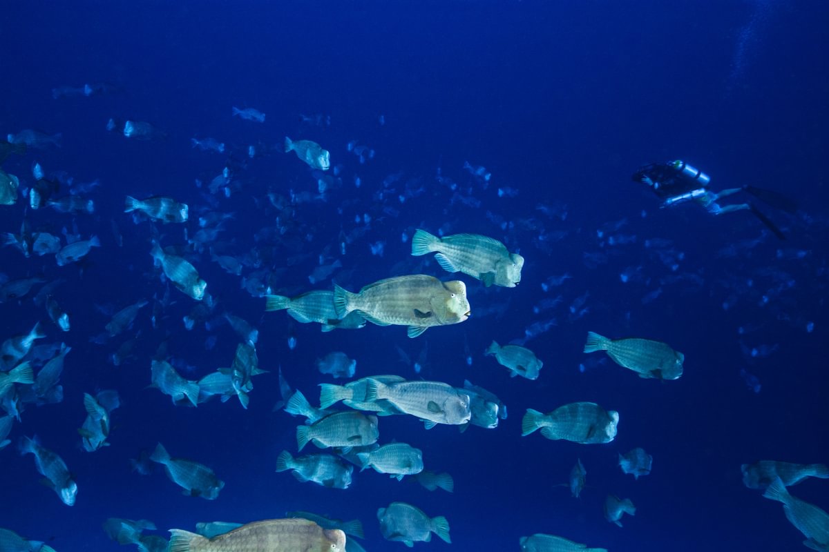 Special Tauchreise Philippinen Gagayan 2026 