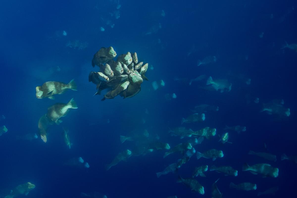 palau-new-moon-spawning-simon-lorenz Special Tauchsafari Palau 2026-2028