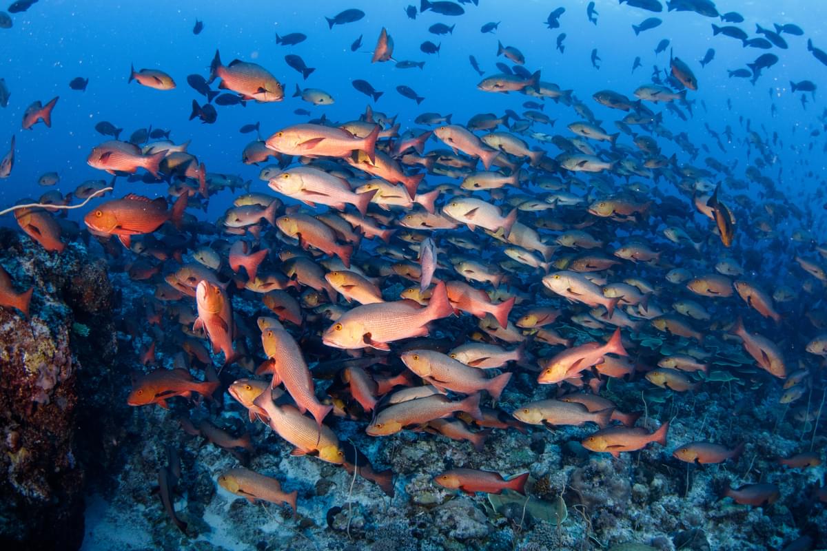 Special Tauchreise Philippinen Gagayan 2026 