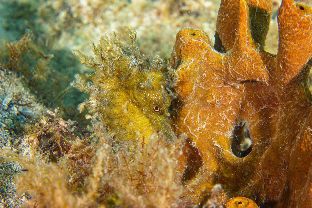 rovinj-seepferd-gruppenreise-tauchen-slow-dive-alex-geige Special Tauchreise Philippinen Gagayan 2026