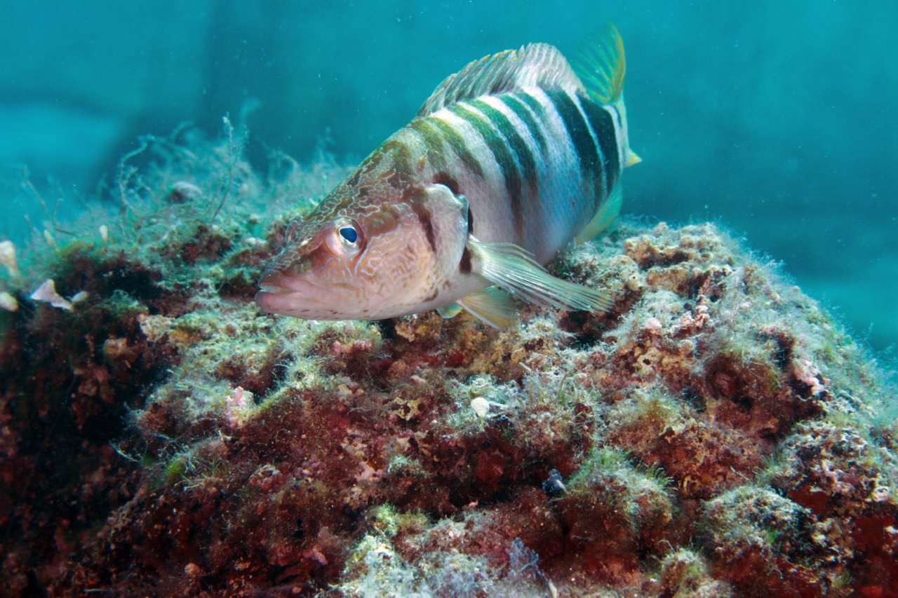 tauchen-rovinj-gruppenreise-fisch-slow-dive-alex-geiger Special Tauchreise Philippinen Gagayan 2026