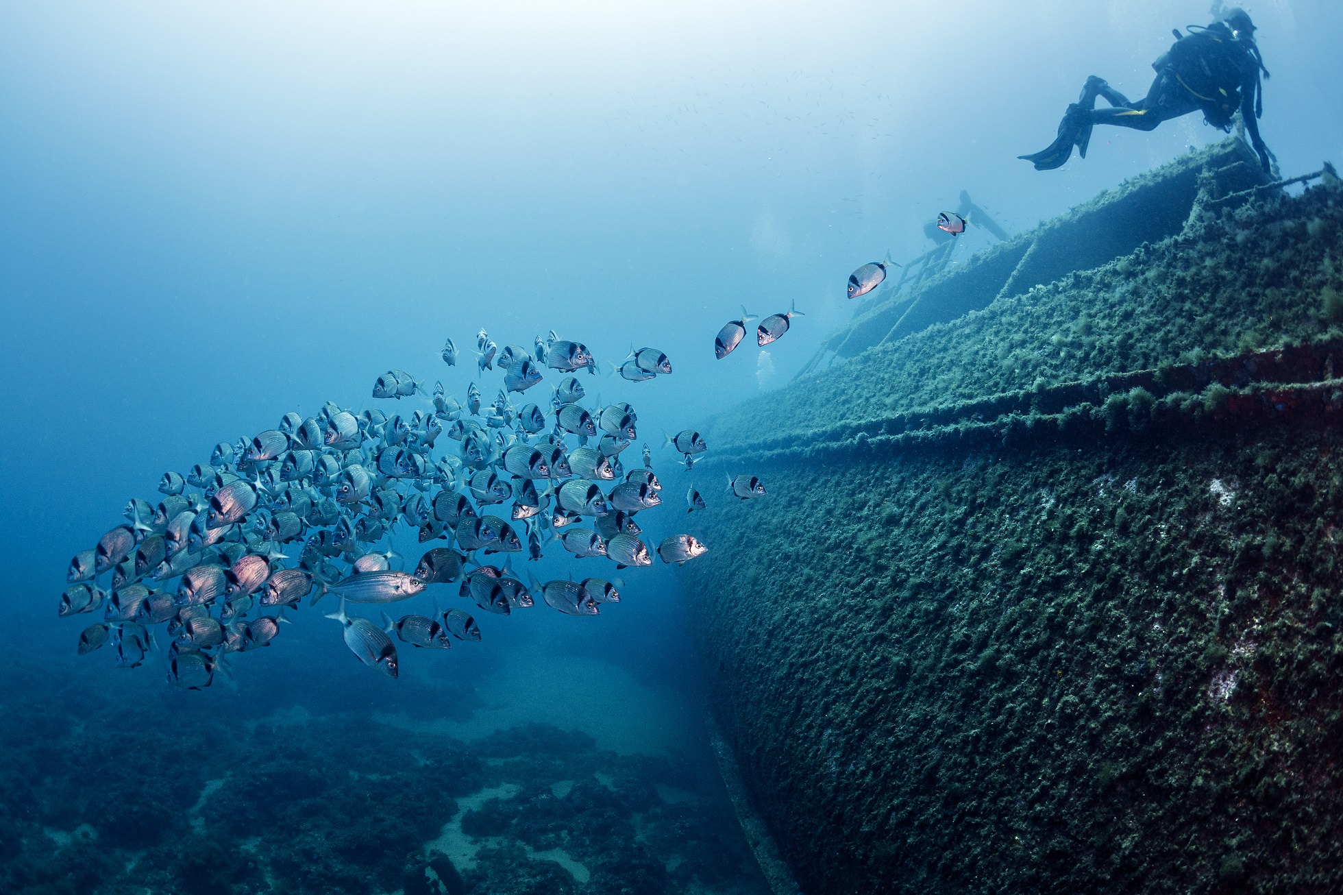 Schiffswrack und Taucher mit Fischen im Meer