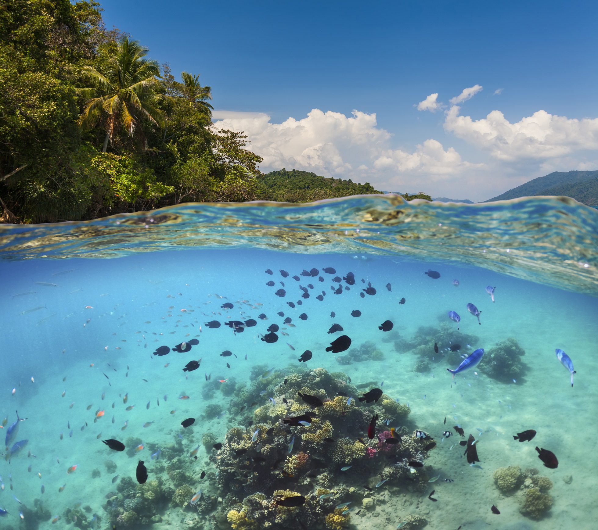 Korallenriff mit Fischen in türkisblauem Meer auf Solomon Island, Südpazifik